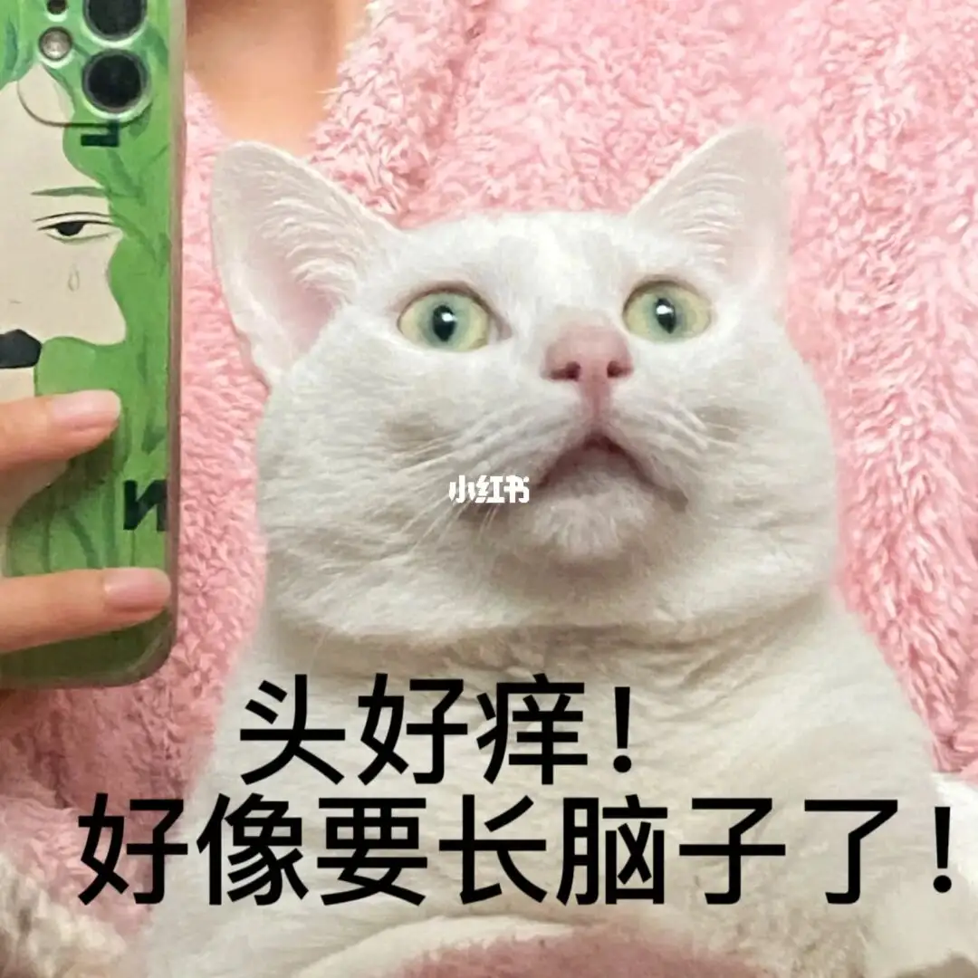 呆鱼(9105846)