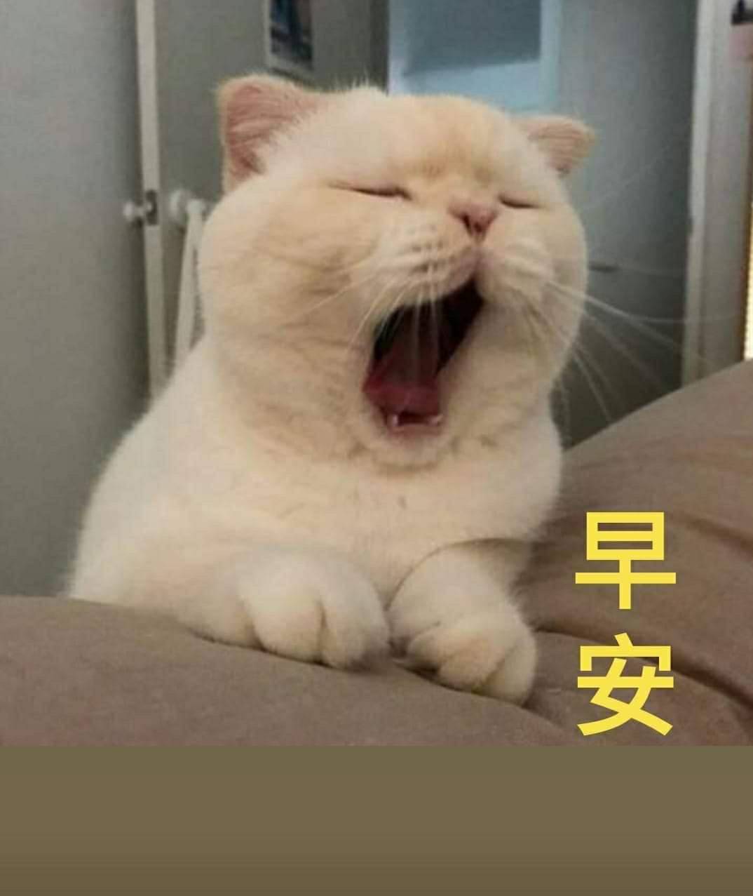 色色小粽子(7415806)