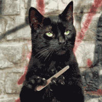 Black Cat(1853207)