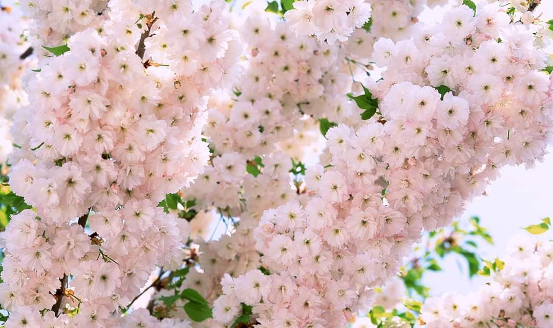 🌸雪🌸(3926810)