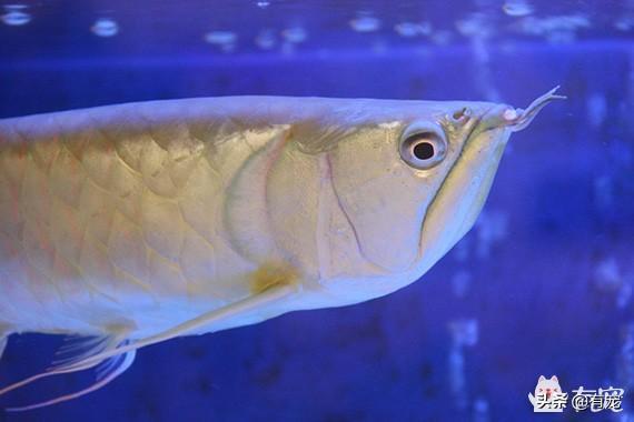 水池裡面銀龍魚(3695720)