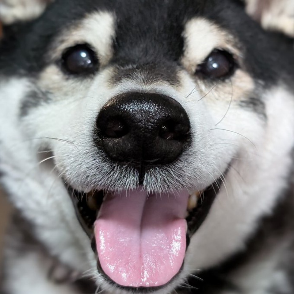 波波雞(2956410)