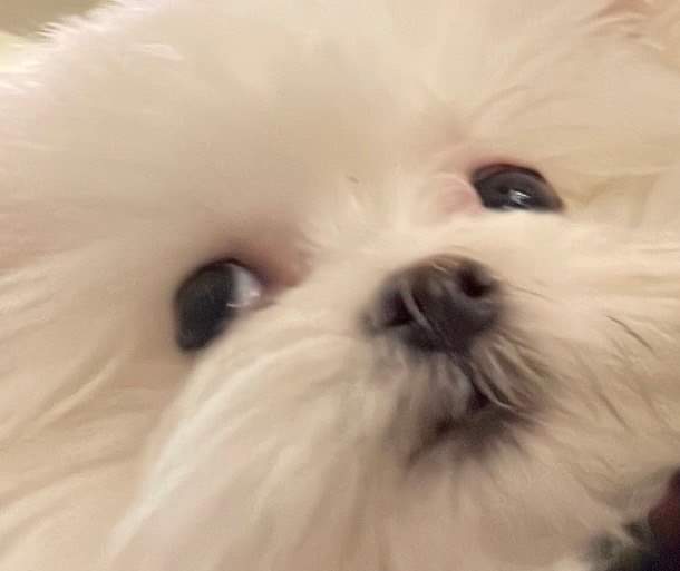 威猛傳教士(8902437)