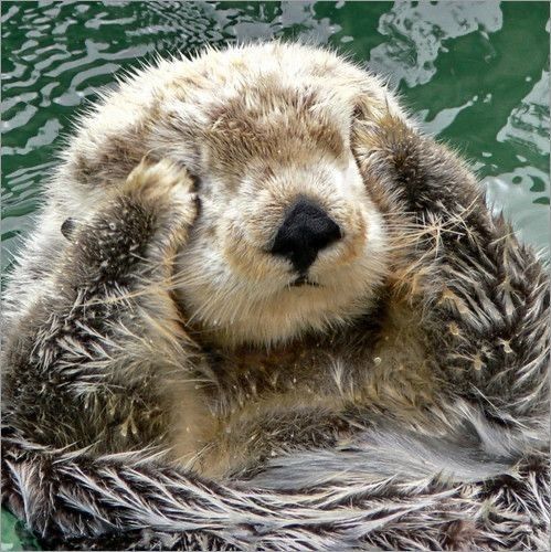 リネウナム(4573016)
